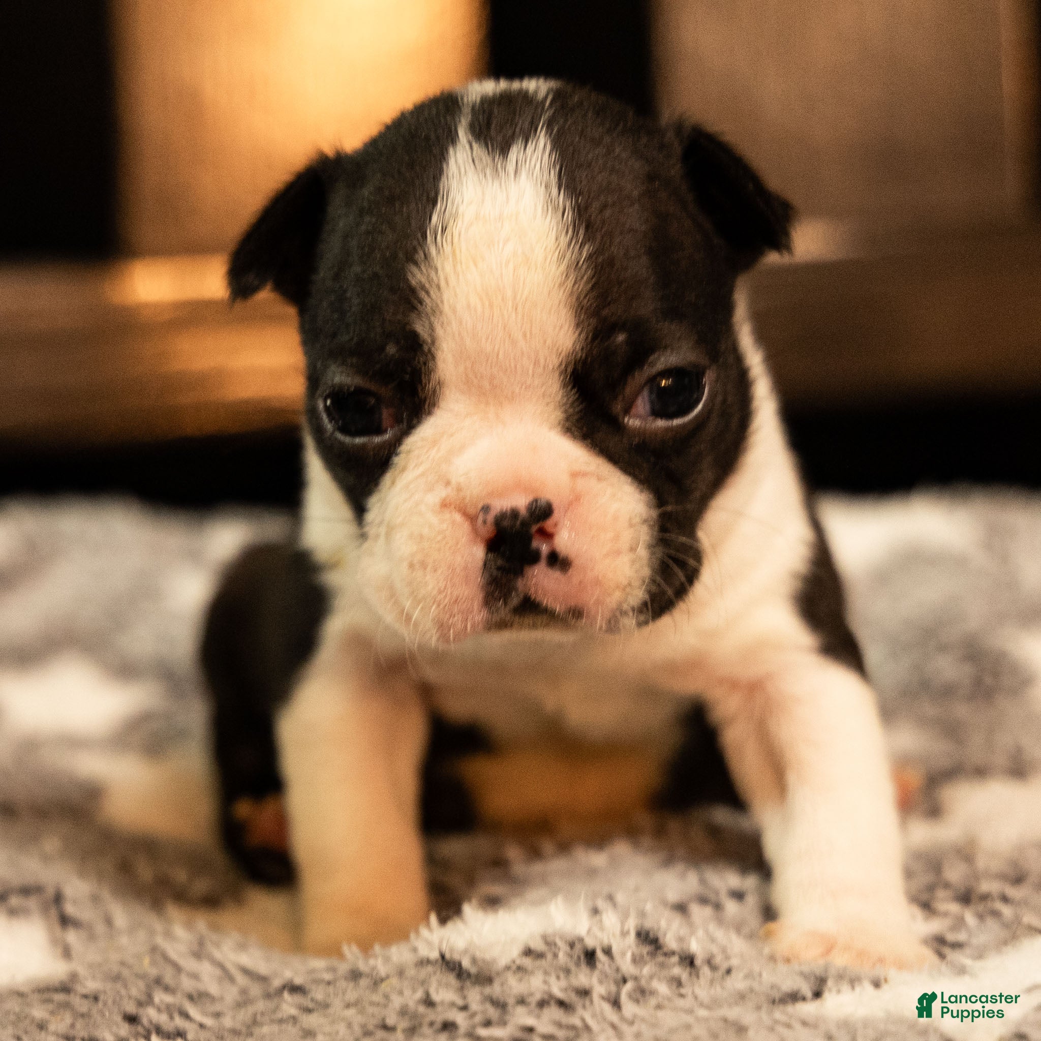 Boston Terrier dogs Baxter - Ad 4