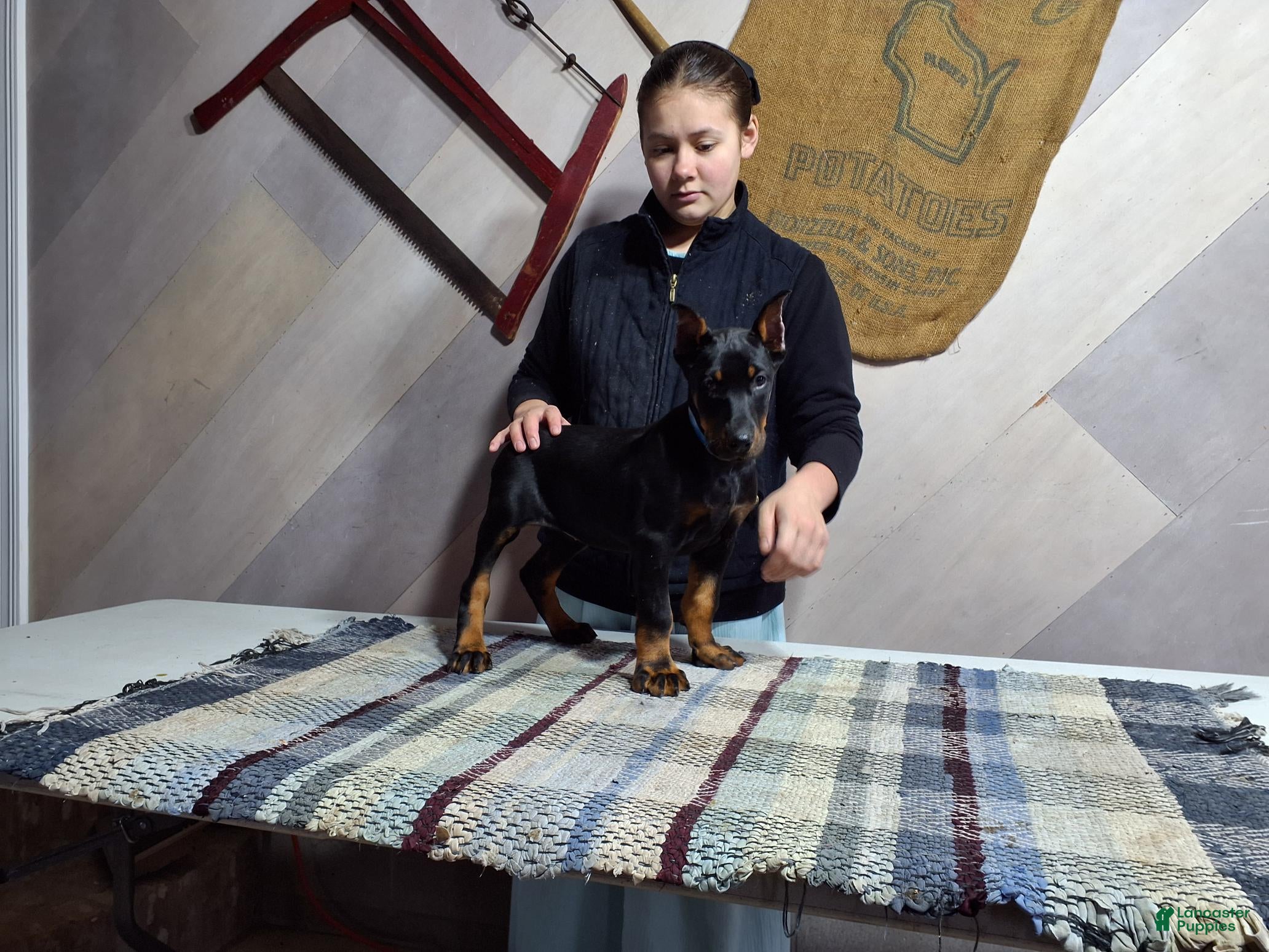 Doberman Pinscher dogs Maggie - Ad 2