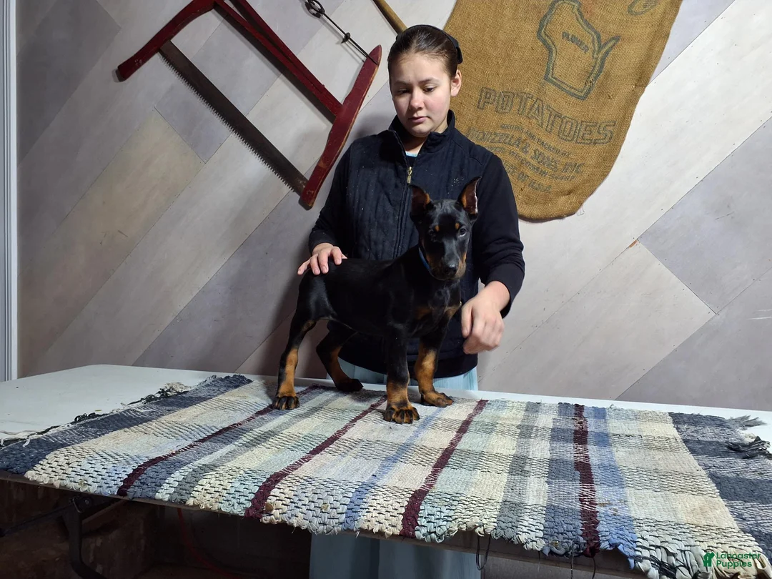 Doberman Pinscher dogs for sale: Maggie - Ad 2