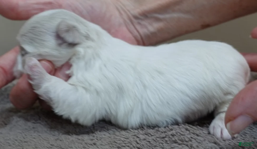 Maltese dogs for sale: Indi girl - Ad 10