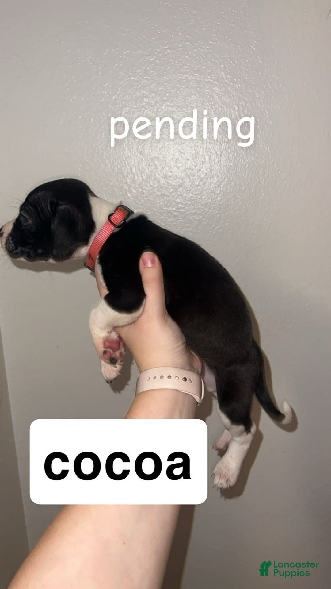 Mixed Breed dogs for sale: Mixed Breed Puppy 4 - Ad 1