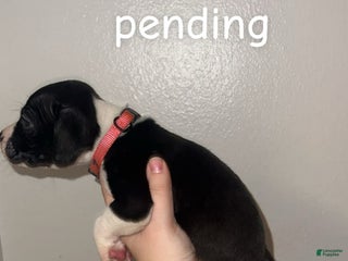 Mixed Breed dogs Mixed Breed Puppy 4 - Ad 42