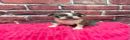Boston Terrier dogs for sale: Boston Terrier 3 - Ad 4