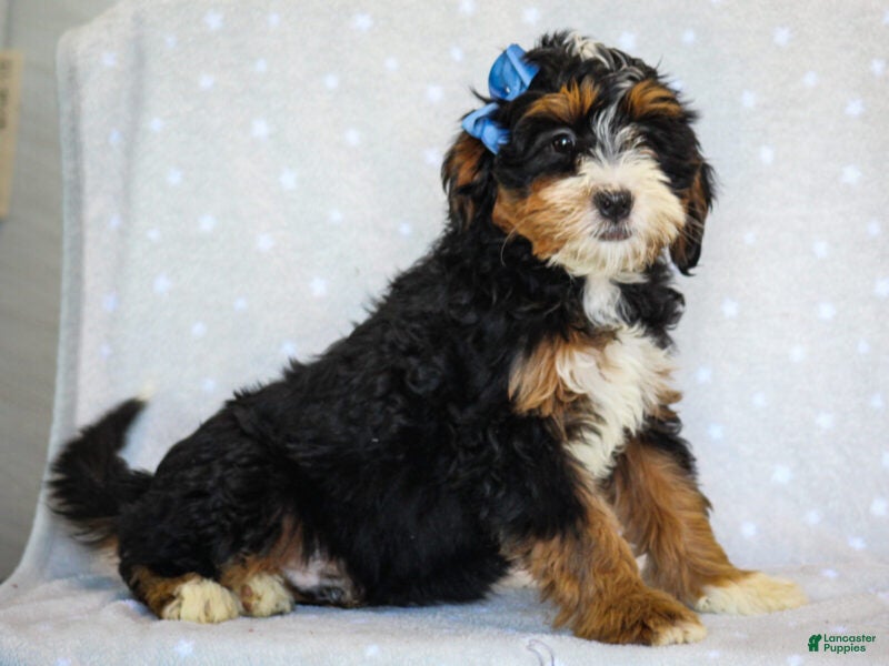 Mini Bernedoodle dogs for sale: Ashland - Ad 2