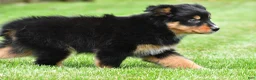 Australian Shepherd dogs for sale: Becka - Ad 4