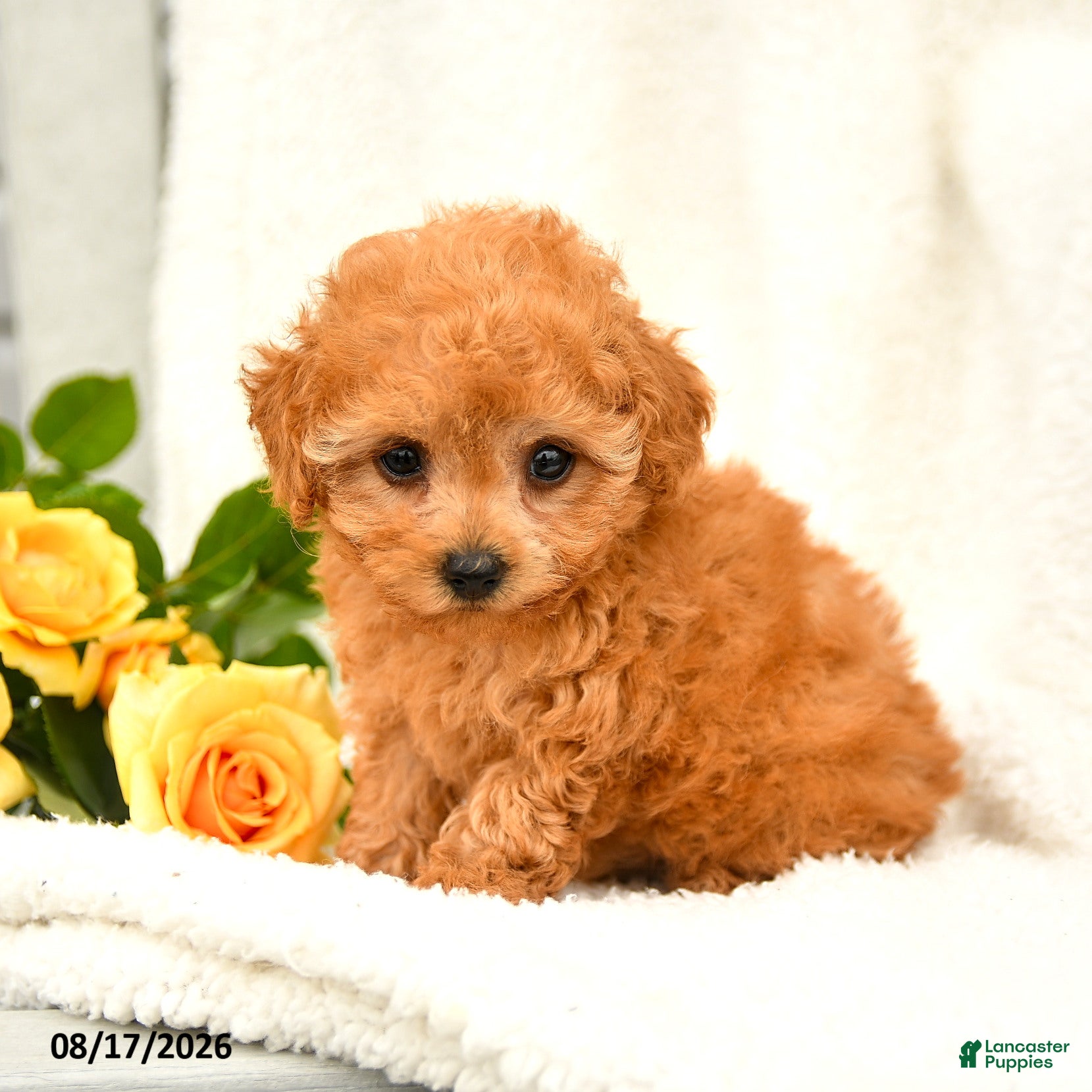 Toy Poodle dogs Trina - Ad 2