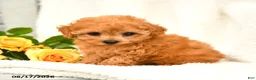 Toy Poodle dogs for sale: Trina - Ad 2
