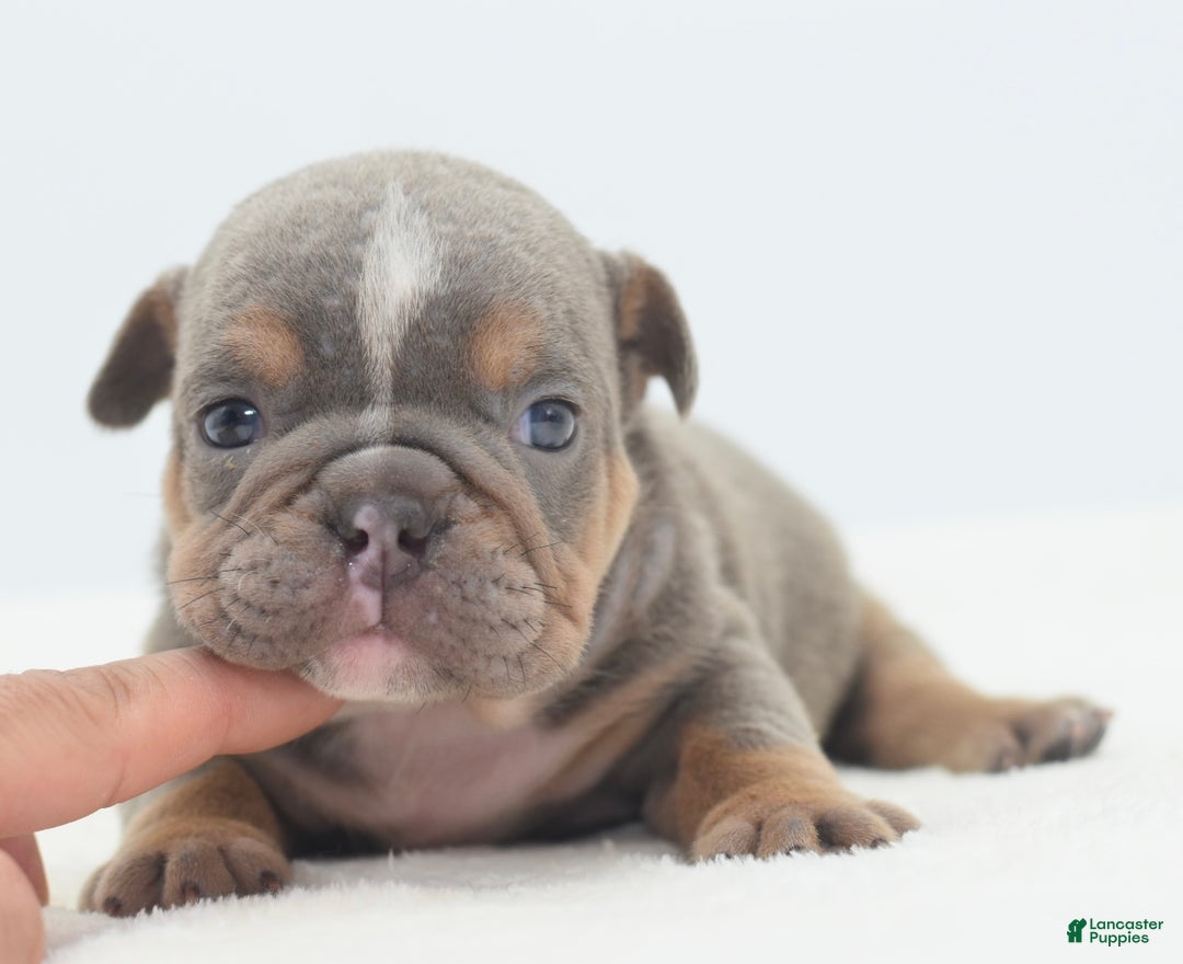 Mixed Breed dogs for sale: Lily tricolor hybrid  - Ad 7