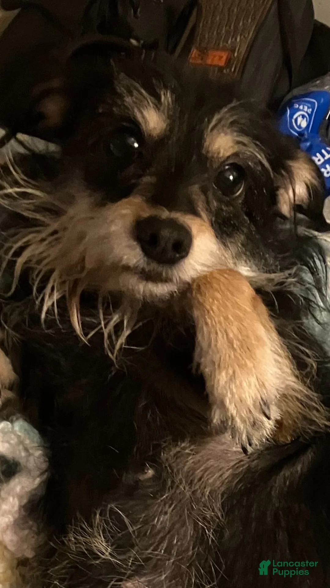 Mixed Breed dogs for sale: Mixed Breed 7 - Ad 2