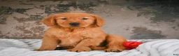Golden Retriever dogs for sale: Luna - Ad 5