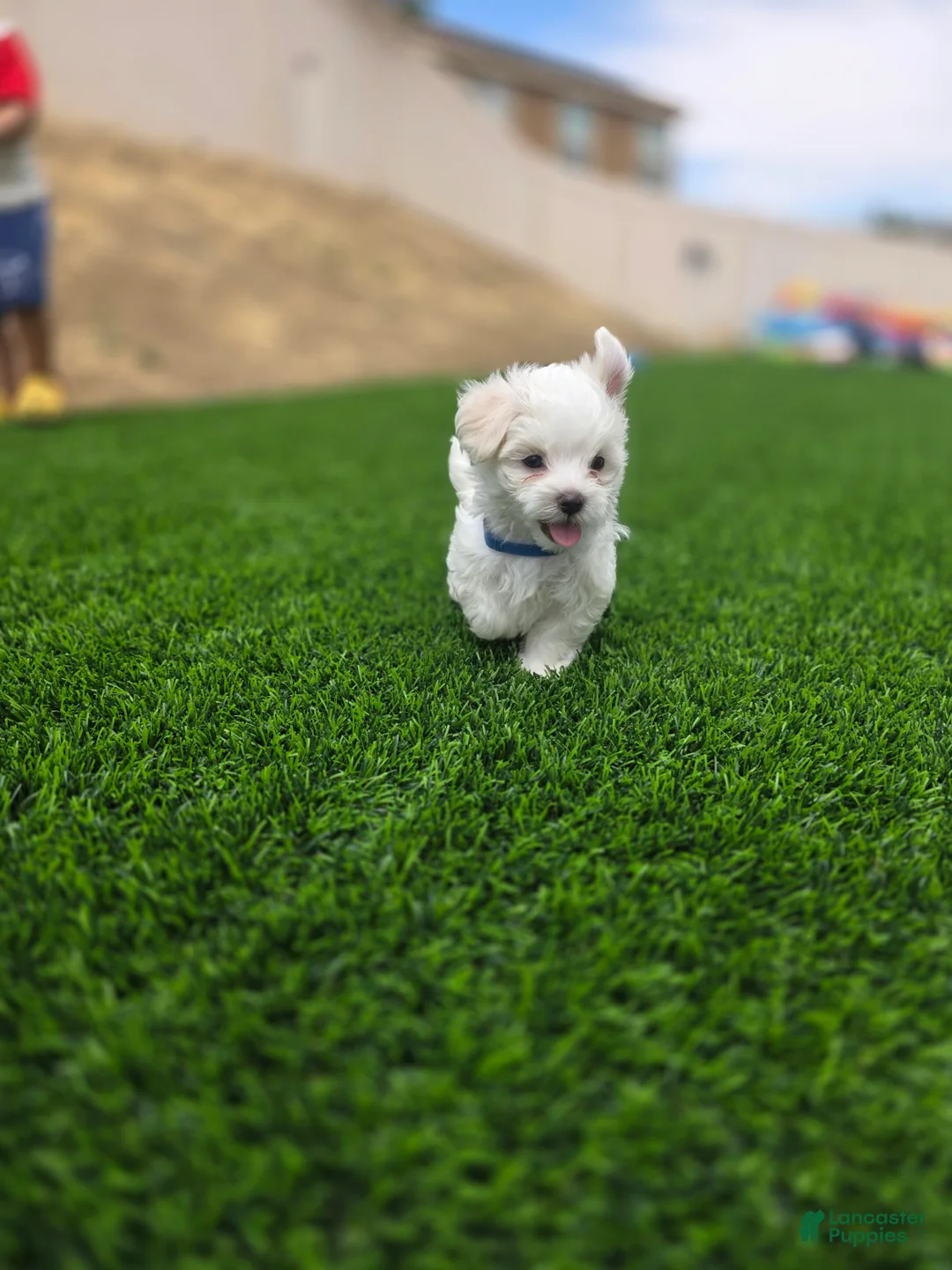 Maltese dogs for sale: 🐾 Adorable Male Maltese Puppy Looking for His Forever Home! 🐾 - Ad 1
