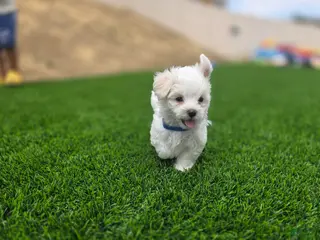 Maltese dogs Playful Male Maltese Puppy Looking for His Forever Home! 🐾 - Ad 3