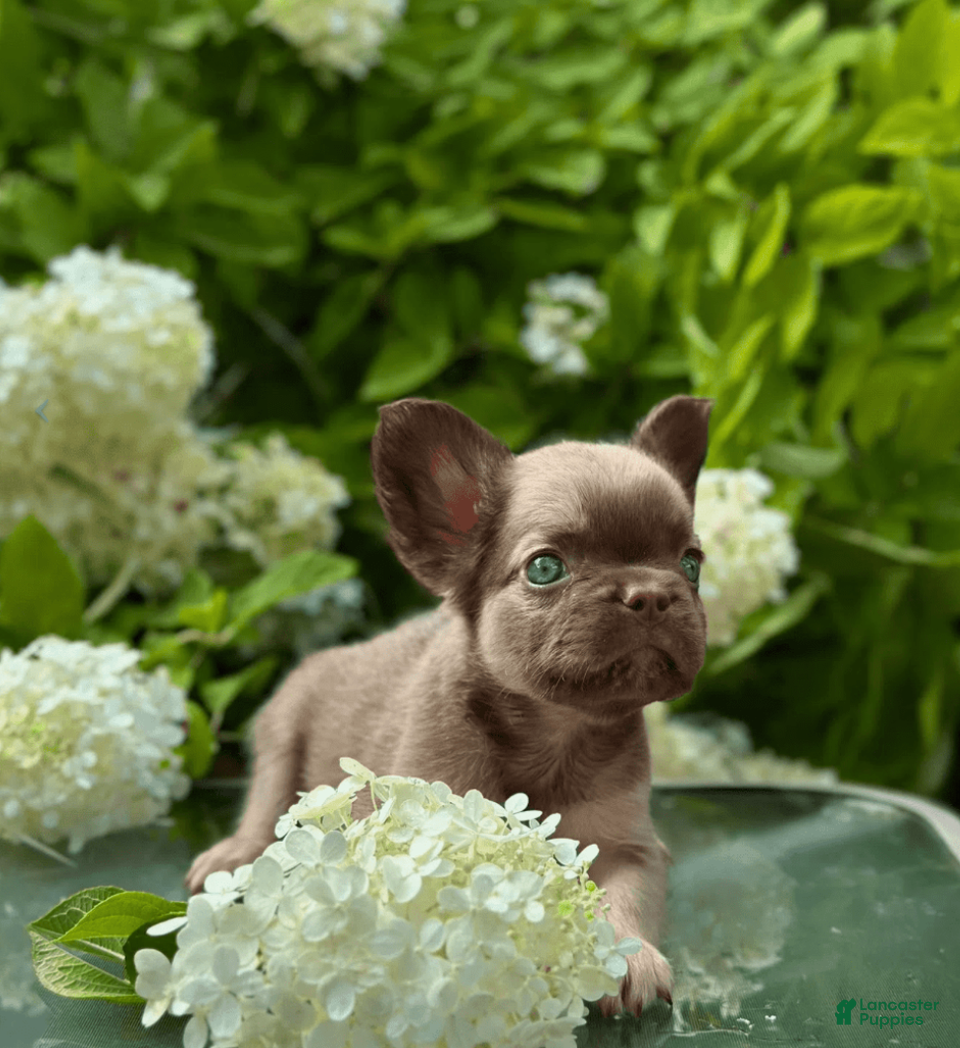 French Bulldog dogs Himars - Ad 25