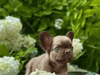 French Bulldog dogs Himars - Ad 11