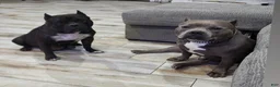American Bully dogs for sale: Choc/black Brindle Male - Ad 6