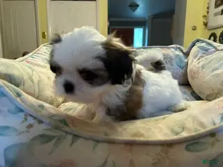 Shih Tzu dogs Shih Tzu 4 baby girl pink - Ad 34
