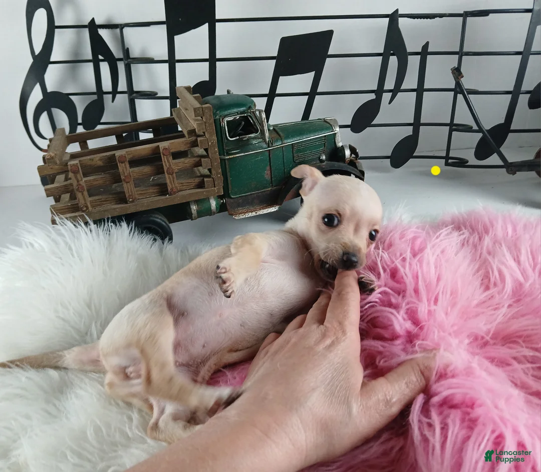 Chihuahua dogs for sale: Blonde girl, Nationwide delivery! - Ad 3
