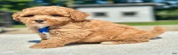 Maltipoo dogs for sale: Chase  - Ad 5