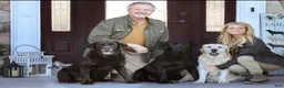 Labrador Retriever dogs for sale: Labrador Retriever 1 - Ad 10