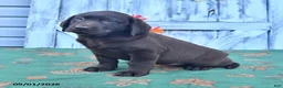Labrador Retriever dogs for sale: Lacey - Ad 4