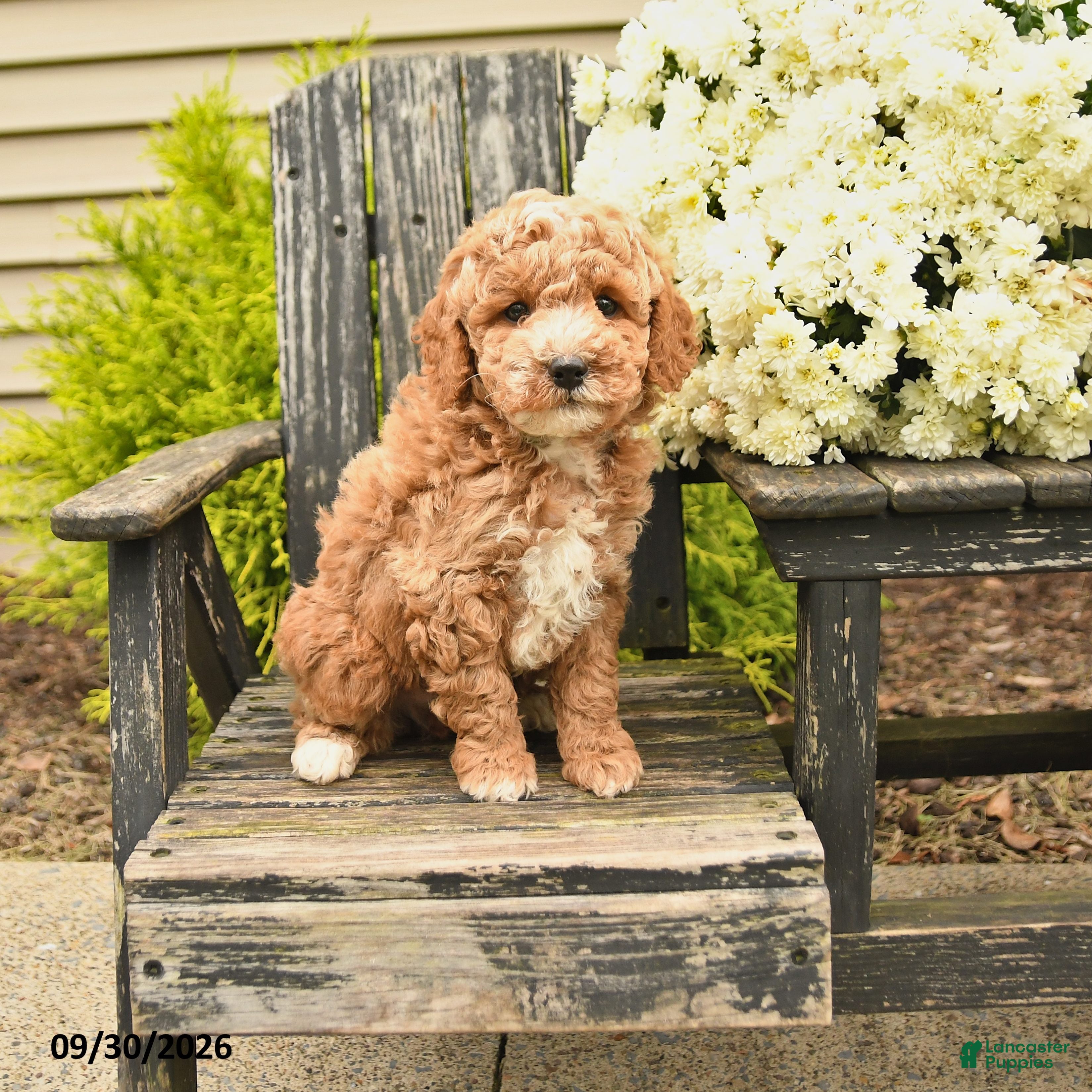 Bernedoodle dogs Lonny - Ad 1