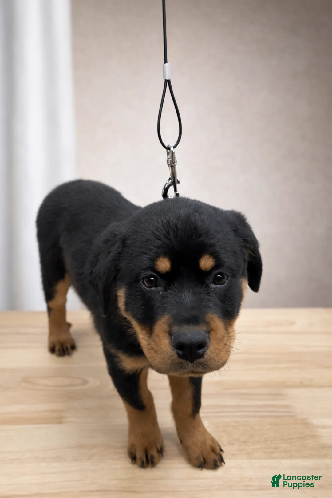 Rottweiler dogs for sale: Rottweiler Puppy- Pink - Ad 3
