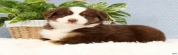 Miniature Australian Shepherd dogs for sale: Rusty - Ad 8