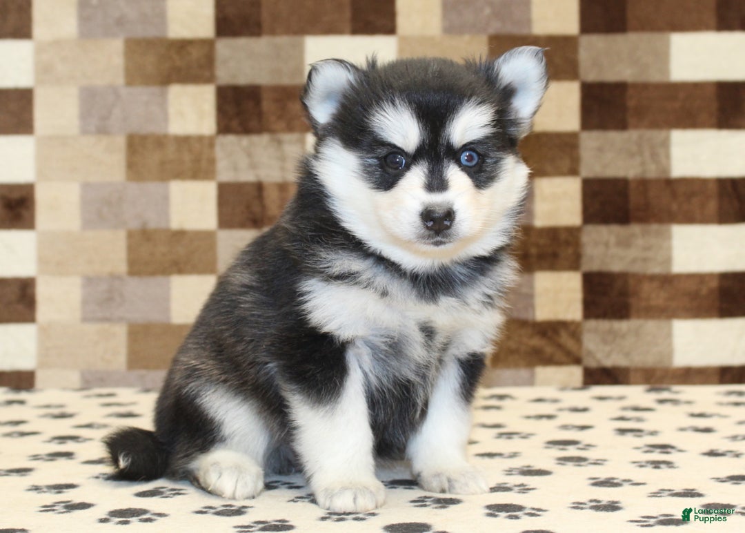 Pomsky dogs for sale: Pearl - Ad 4