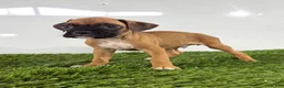 Boxer dogs for sale: Mac - Ad 4