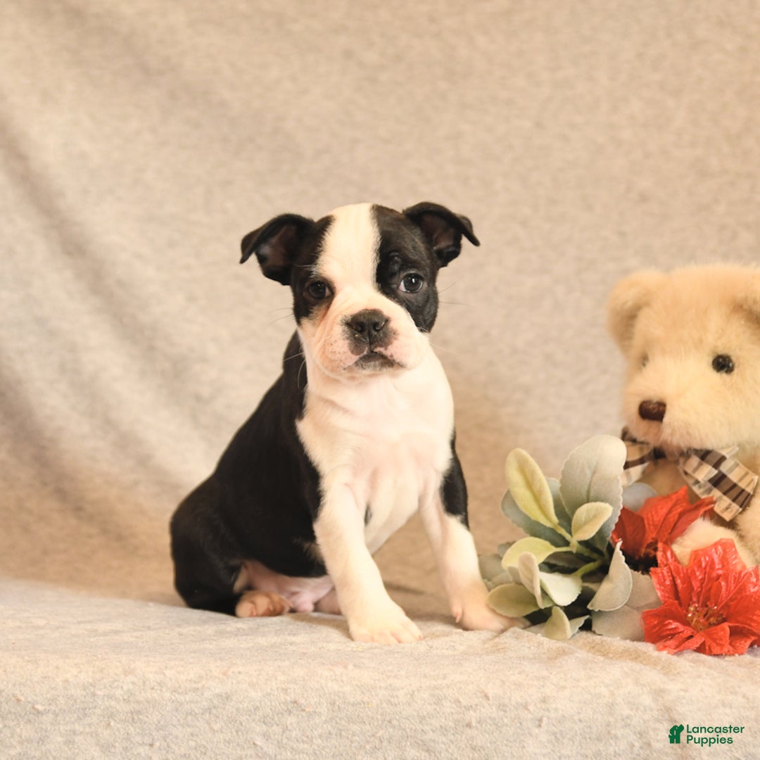 Boston Terrier dogs for sale: Forrest - Ad 2