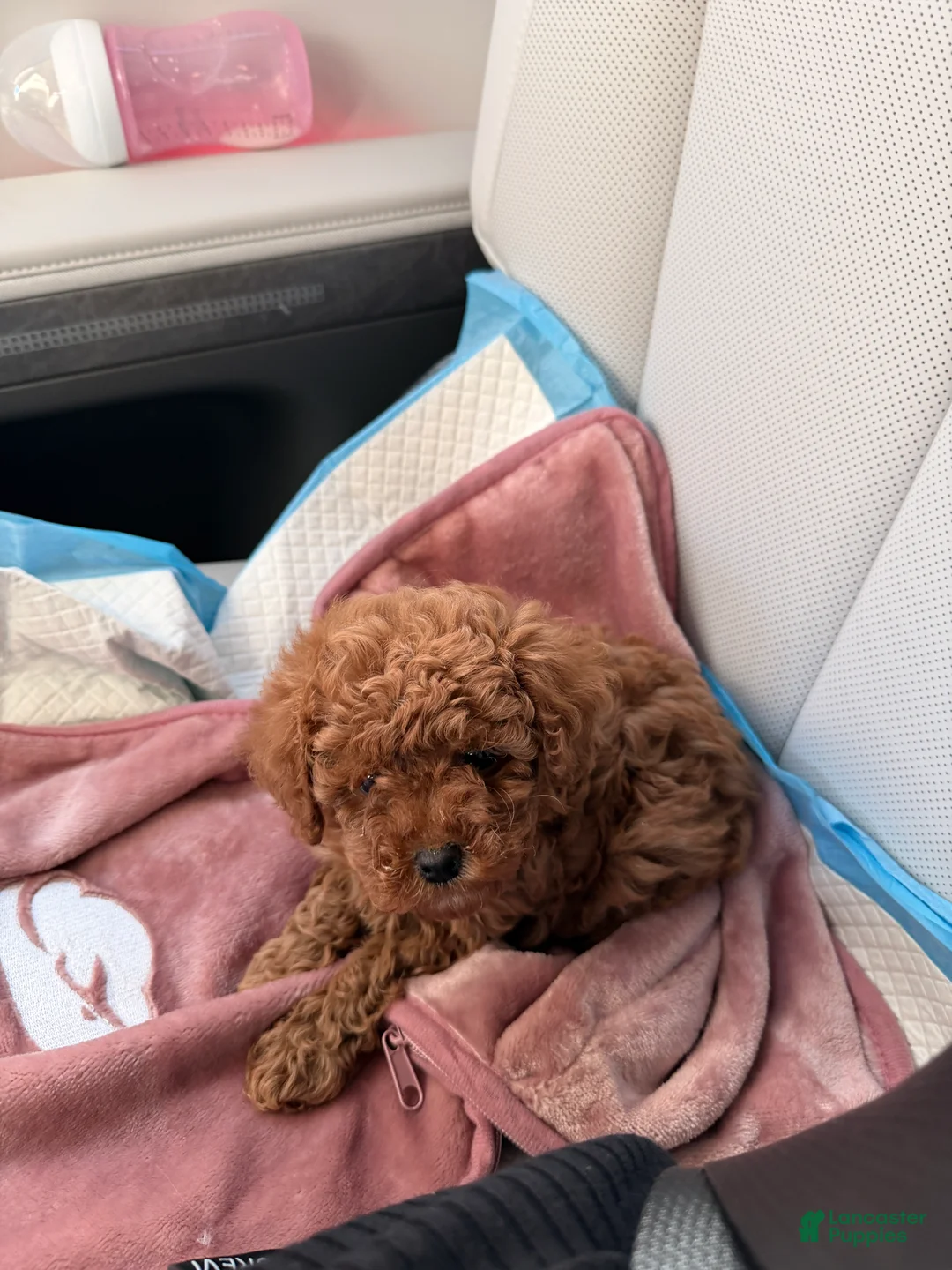 Toy Poodle dogs for sale: Toy Poodle Puppy 1 - Ad 4