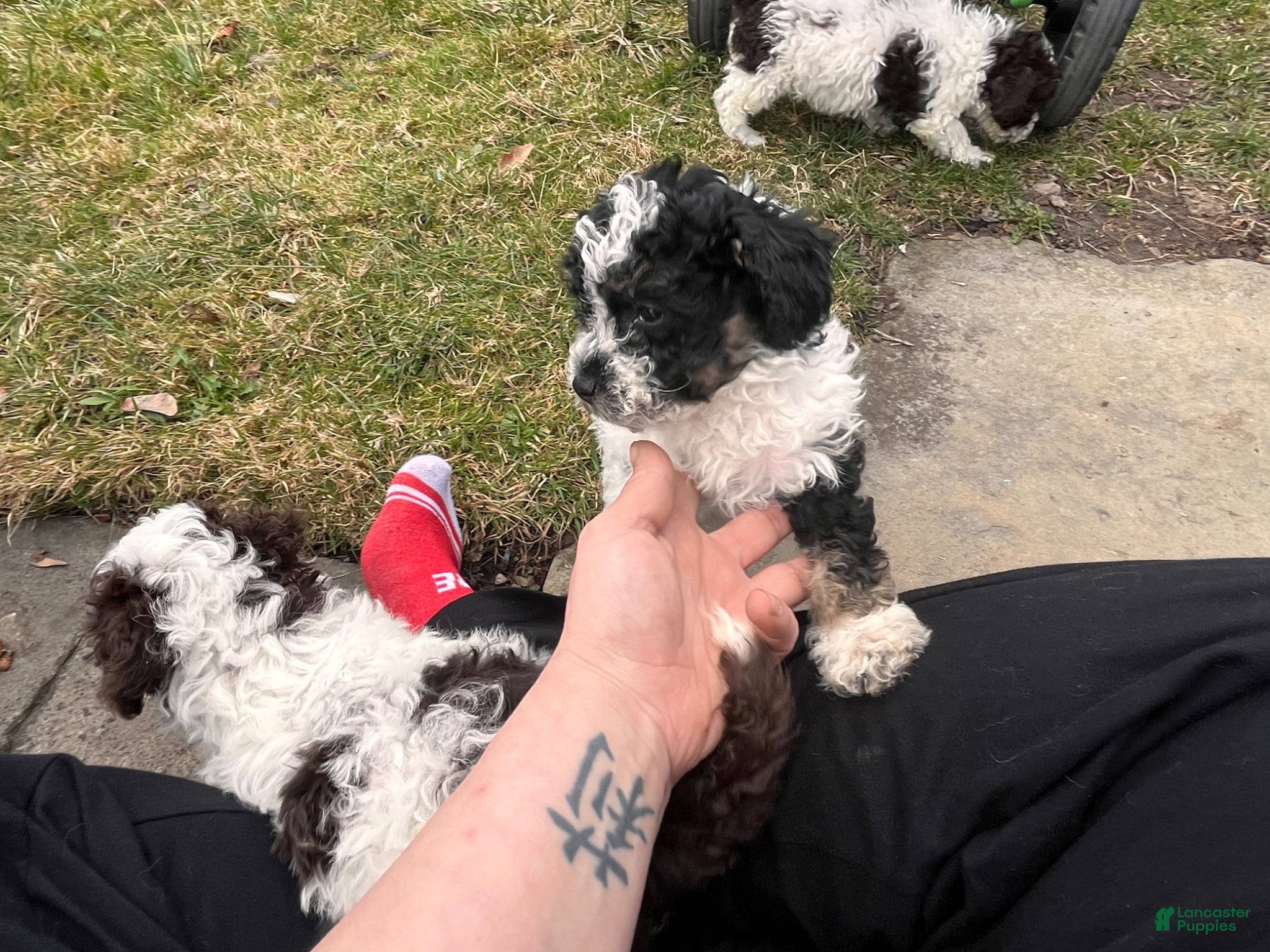 Miniature Poodle dogs Maxie - Ad 5