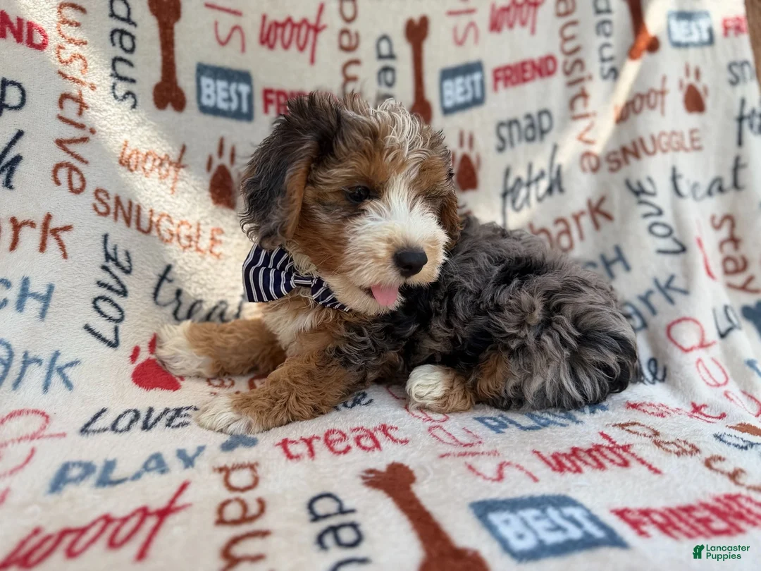 Mini Aussiedoodle dogs for sale: Otto - Ad 2
