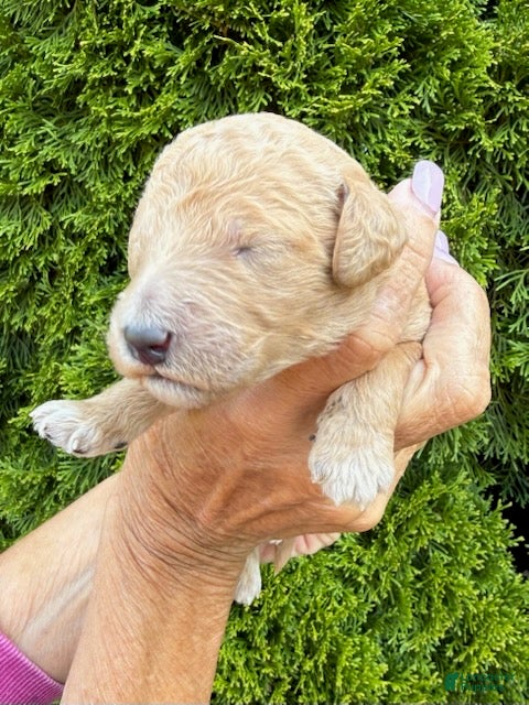 Goldendoodle dogs Light Grey - Ad 1