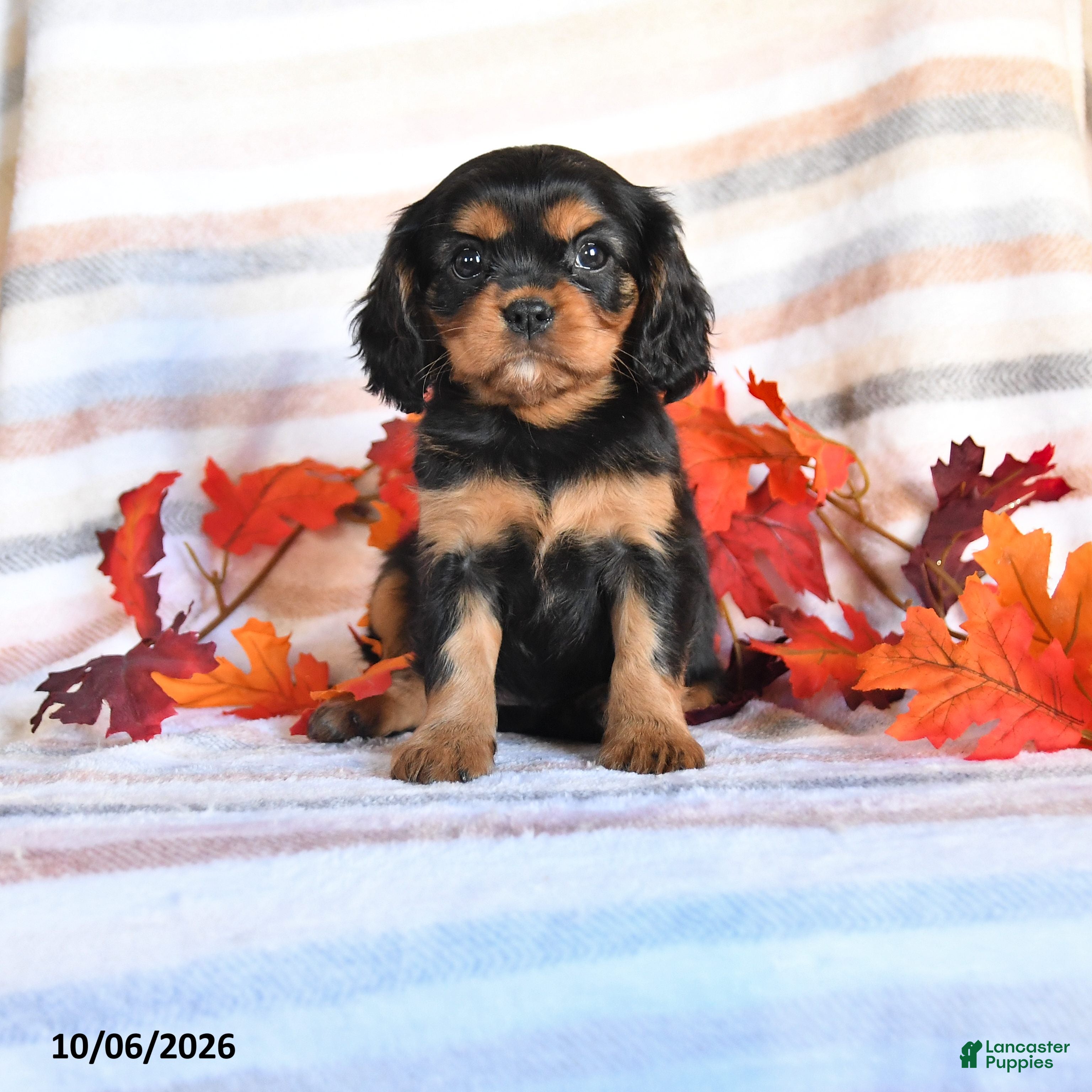 Lala (Cavalier King Charles Spaniel, Female) in Kinzers, PA