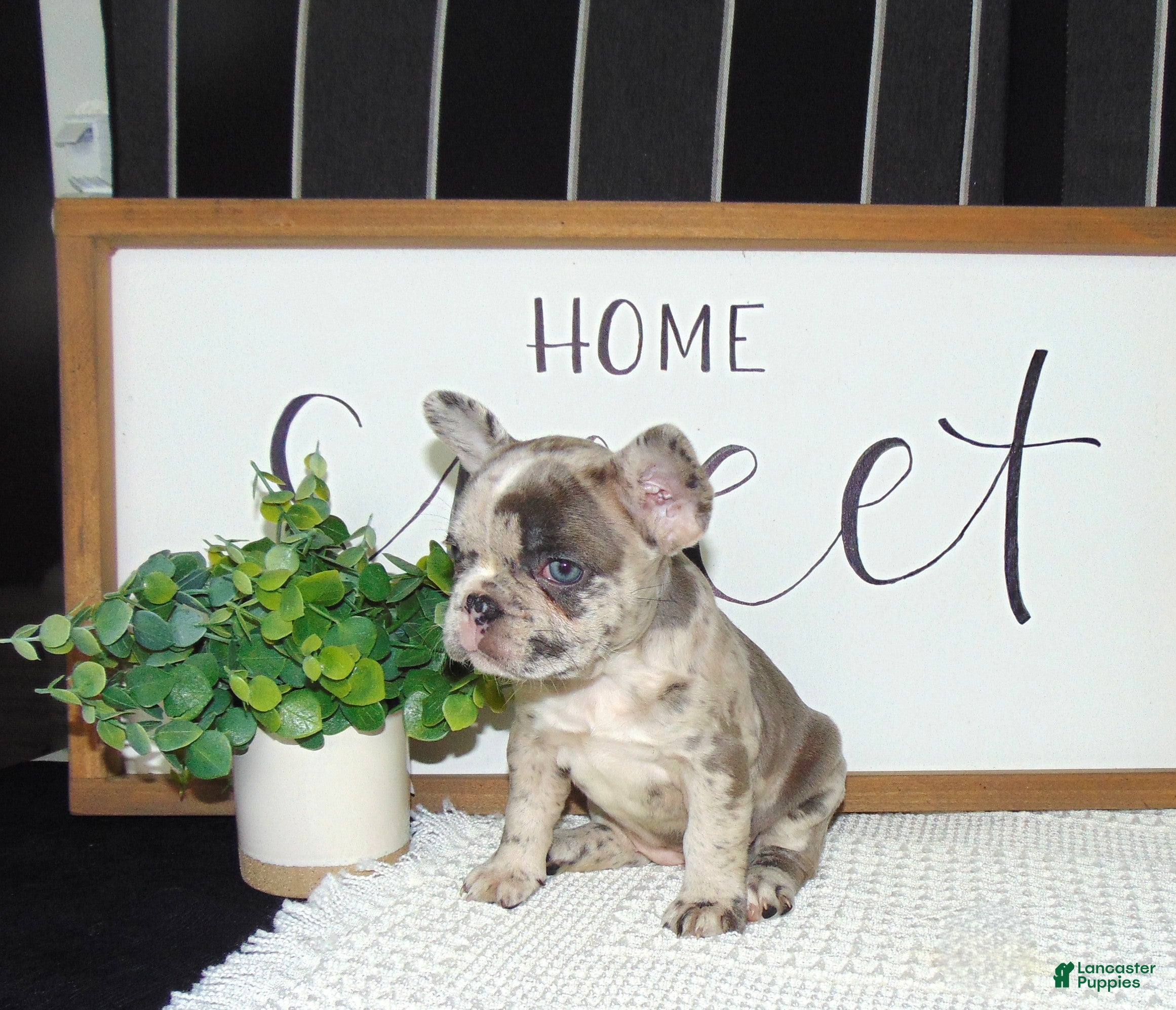 French Bulldog dogs Twinkle - Ad 2