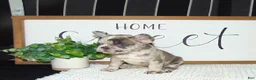 French Bulldog dogs for sale: Twinkle - Ad 2
