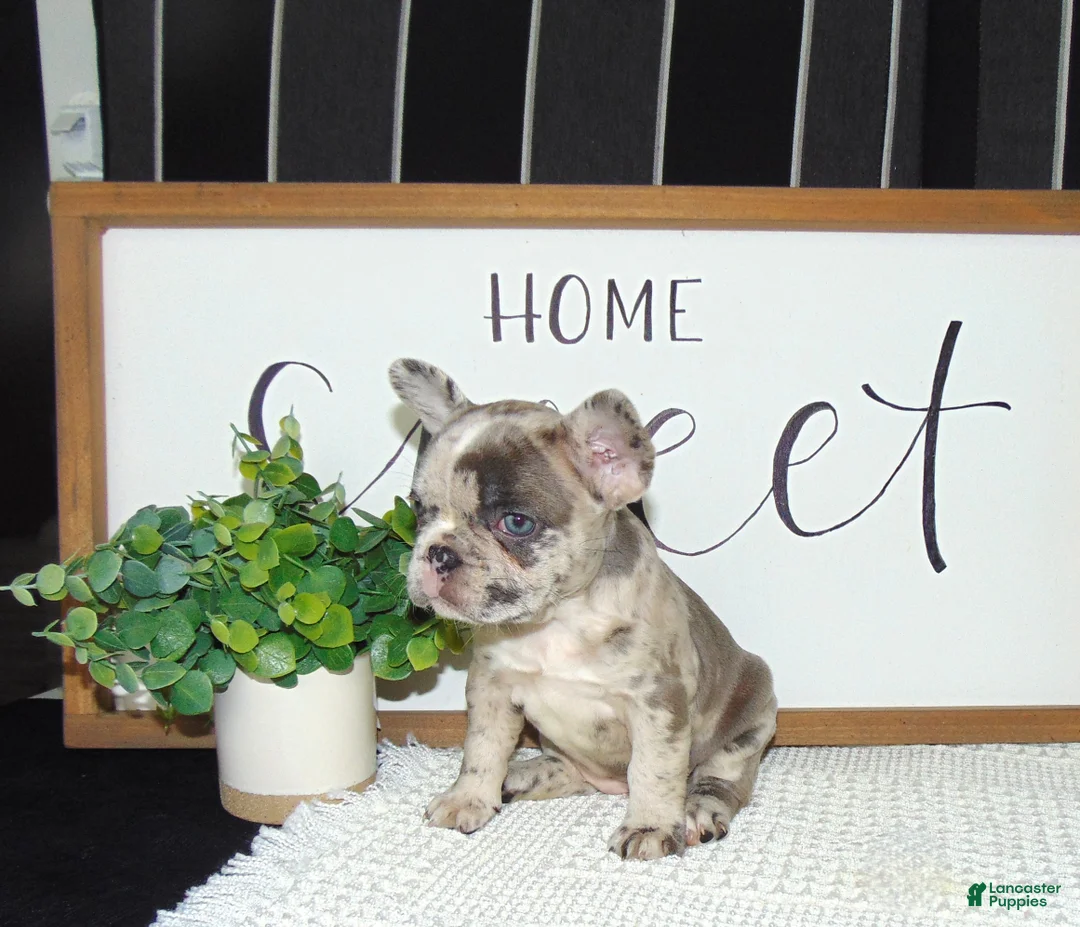 French Bulldog dogs for sale: Twinkle - Ad 2