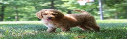 Standard Poodle dogs for sale: Leo - Ad 20