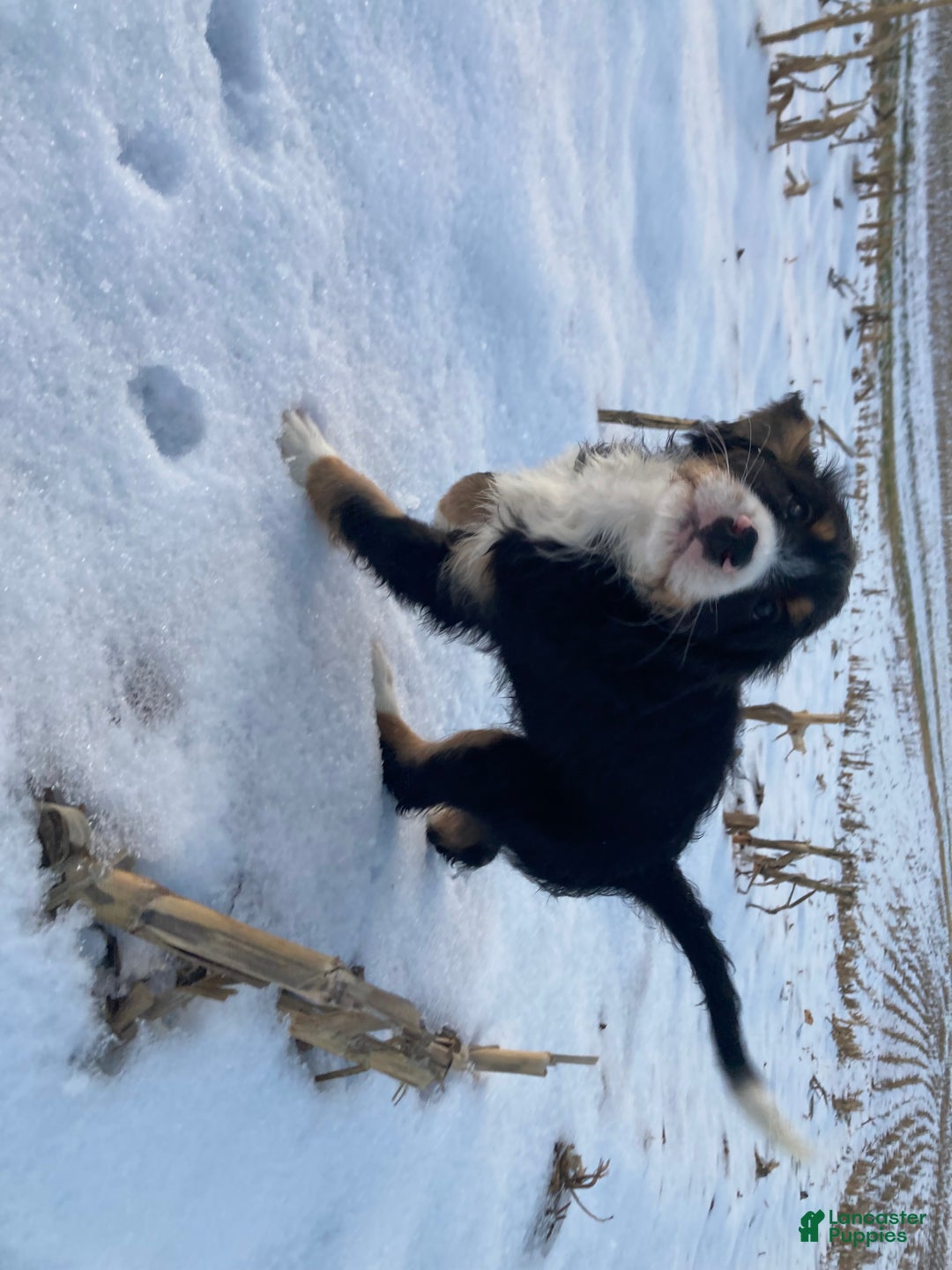 Mixed Breed dogs for sale: Cammy - Ad 11