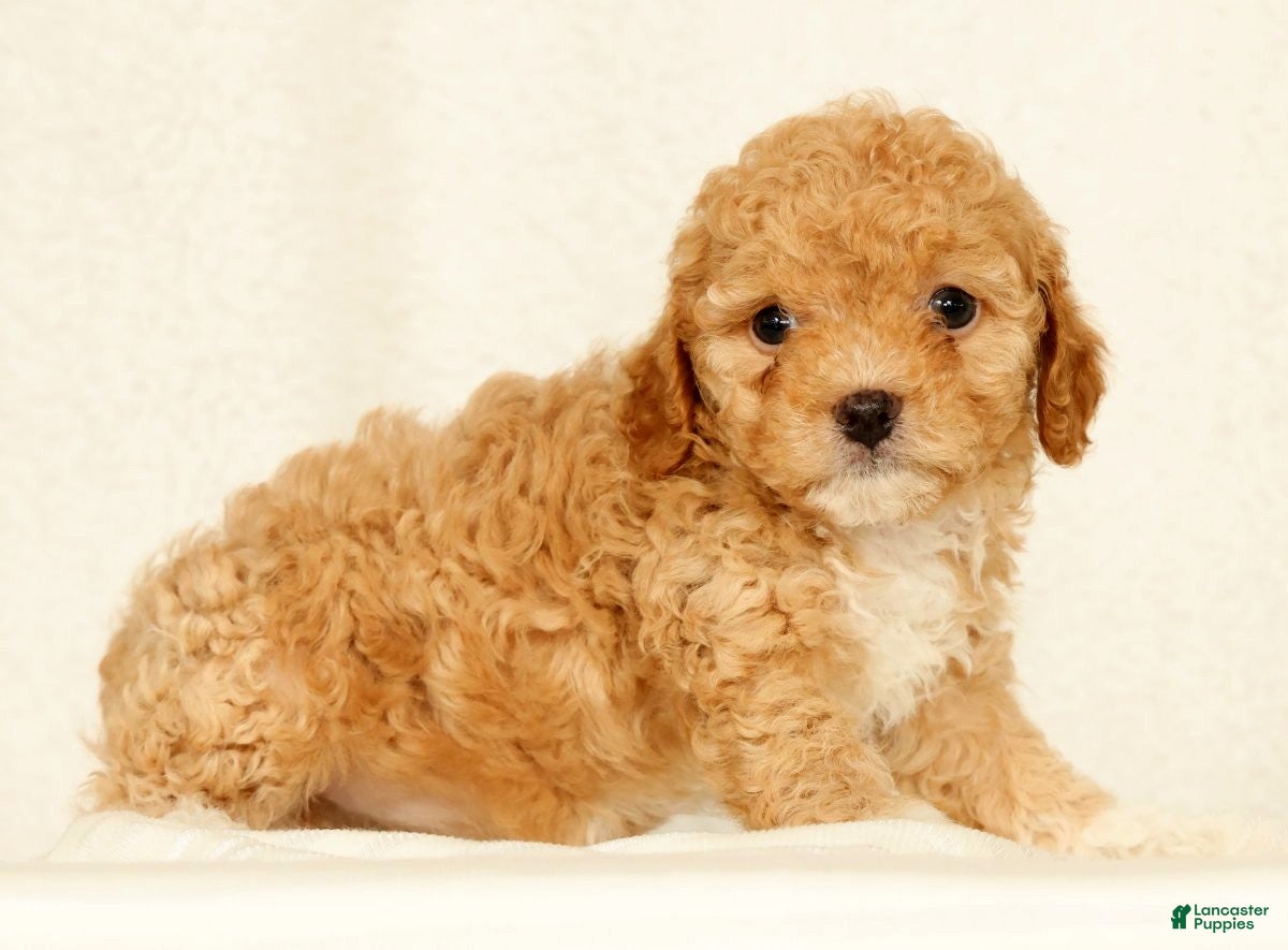 Cavapoo dogs Honey - Ad 2