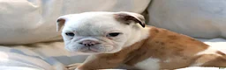 English Bulldog dogs for sale: Michi - Ad 3