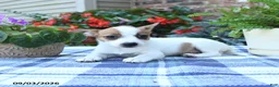 Jack Russell Terrier dogs for sale: Tara - Ad 3