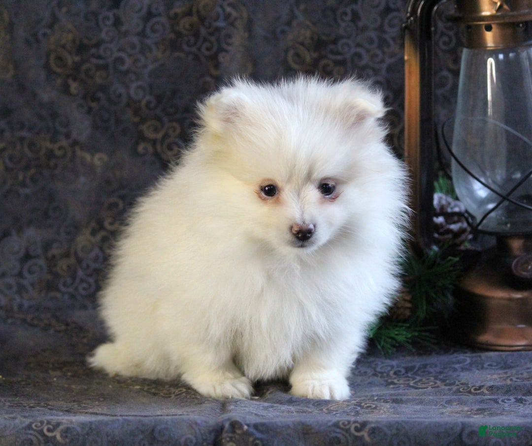 Pomeranian dogs for sale: Pearl - Ad 4