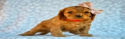 Cavapoo dogs for sale: Ethel Cavapoo Pup - Ad 4