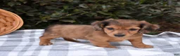 Miniature Dachshund dogs for sale: Biscuit - Ad 3