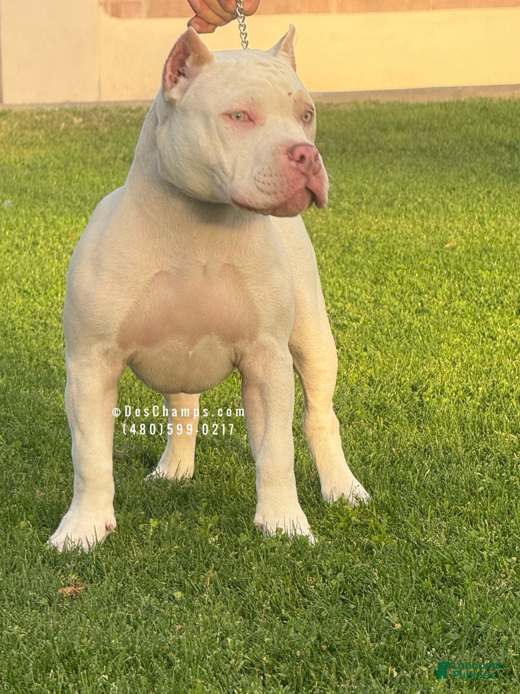 American Bully dogs American Bully Puppy 1 - Ad 2