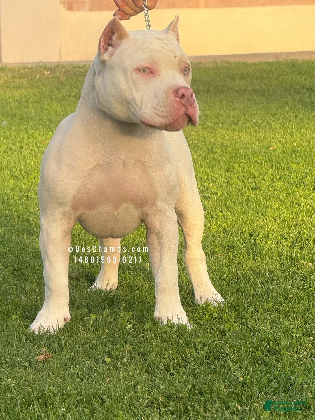 American Bully dogs for sale: American Bully Puppy 1 - Ad 2