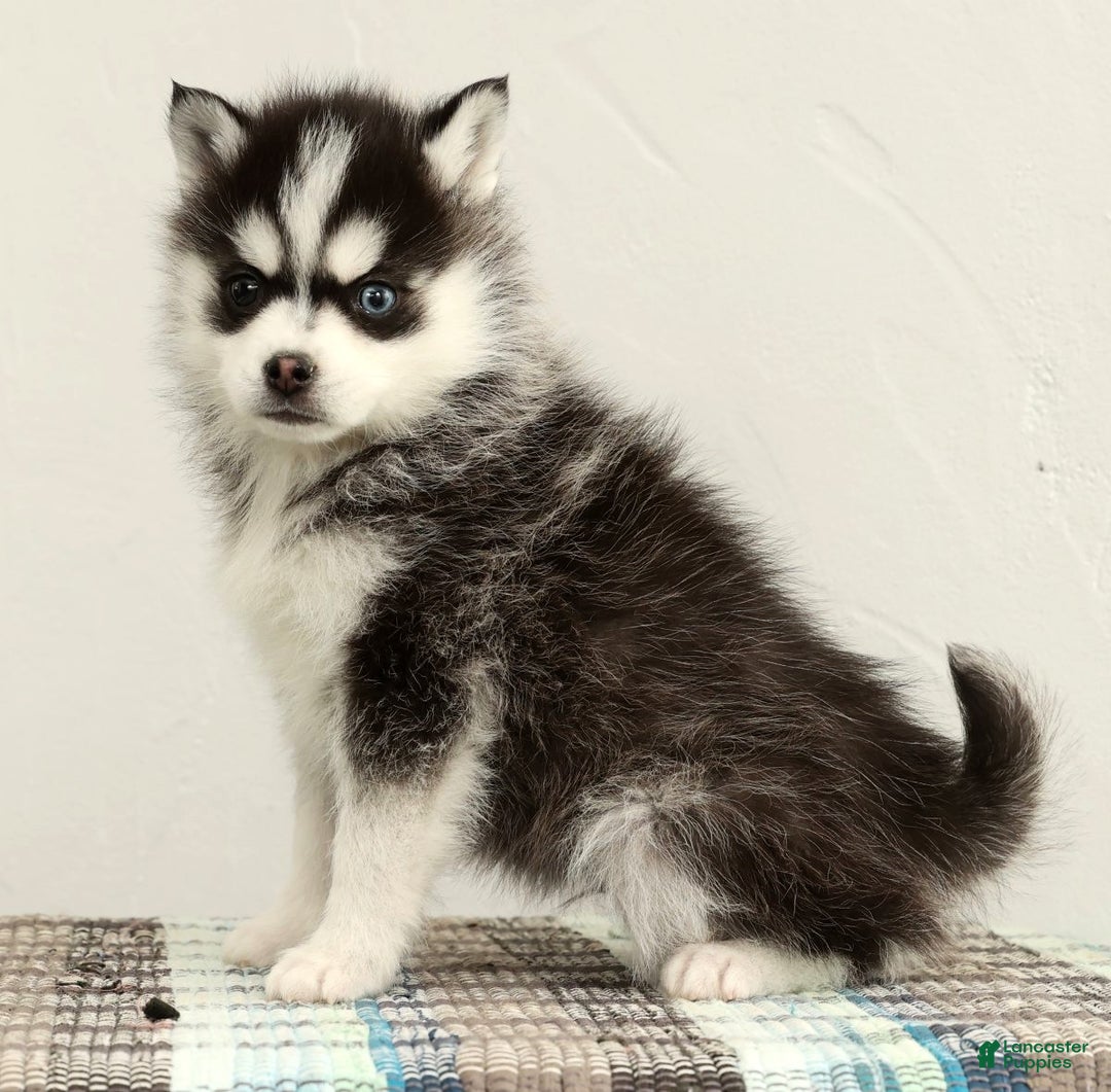 Pomsky dogs for sale: Tucker - Ad 4