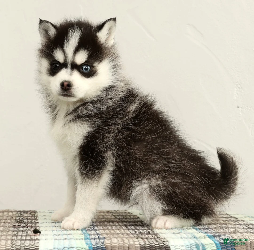 Pomsky dogs for sale: Tucker - Ad 5